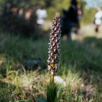 Foto: Valerio Baranović